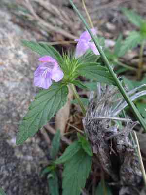 Red hemp-nettle(Galeopsis ladanum)