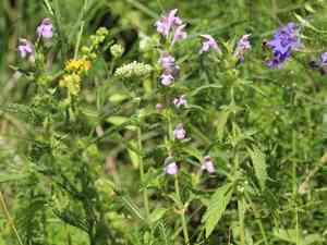 Red hemp-nettle(Galeopsis ladanum)