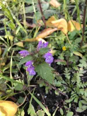 Red hemp-nettle(Galeopsis ladanum)