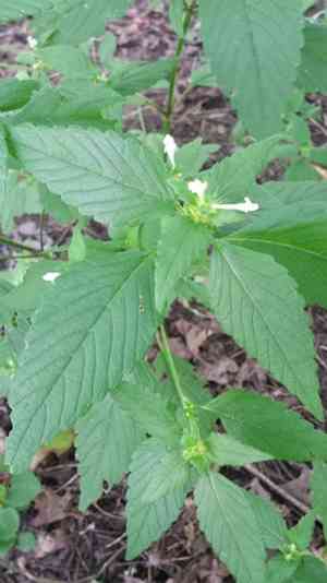 Common hemp-nettle(Galeopsis tetrahit)