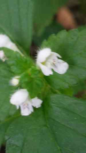 Common hemp-nettle(Galeopsis tetrahit)