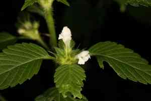 Common hemp-nettle(Galeopsis tetrahit)