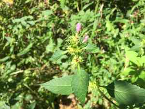 Common hemp-nettle(Galeopsis tetrahit)