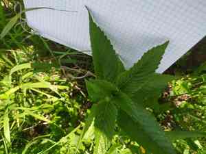 Hemp-nettle (Galeopsis)(Galeopsis)