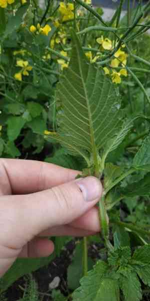 Hemp-nettle (Galeopsis)(Galeopsis)