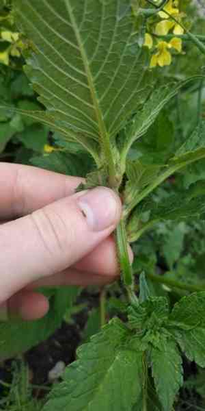 Hemp-nettle (Galeopsis)(Galeopsis)