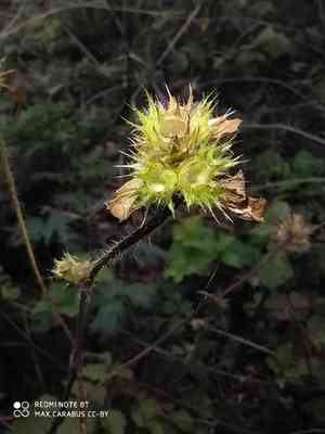 Hemp-nettle (Galeopsis)(Galeopsis)