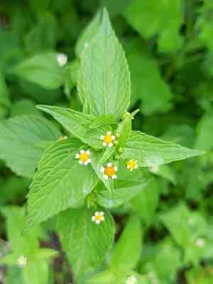 Gallant soldier(Galinsoga parviflora)