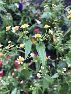 Gallant soldier(Galinsoga parviflora)