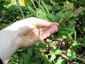 Gallant soldier(Galinsoga parviflora)
