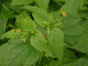 Gallant soldier(Galinsoga parviflora)