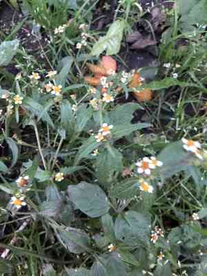 Shaggy soldier(Galinsoga quadriradiata)