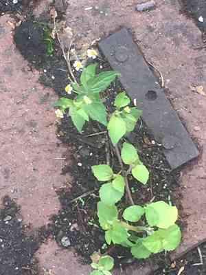 Shaggy soldier(Galinsoga quadriradiata)