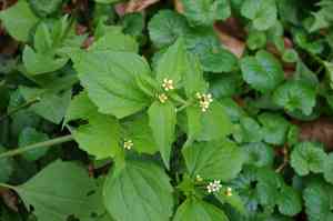 Shaggy soldier(Galinsoga quadriradiata)