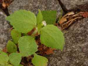Shaggy soldier(Galinsoga quadriradiata)