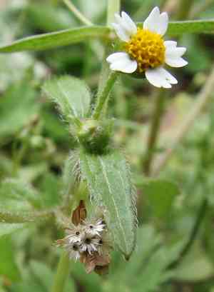 Shaggy soldier(Galinsoga quadriradiata)