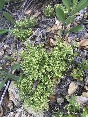 Phloxleaf bedstraw(Galium andrewsii)