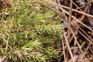 Phloxleaf bedstraw(Galium andrewsii)