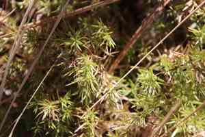 Phloxleaf bedstraw(Galium andrewsii)