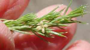 Phloxleaf bedstraw(Galium andrewsii)