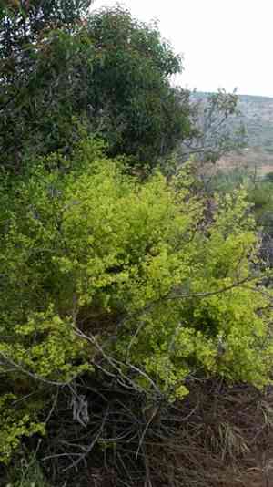 Narrowleaf bedstraw(Galium angustifolium)