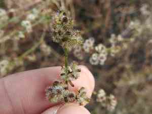 Narrowleaf bedstraw(Galium angustifolium)