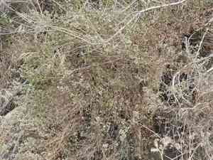 Narrowleaf bedstraw(Galium angustifolium)
