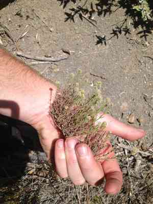Narrowleaf bedstraw(Galium angustifolium)
