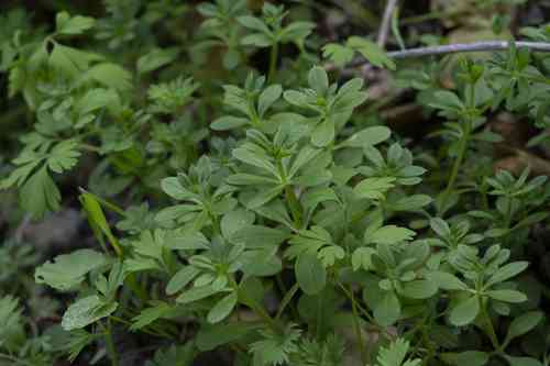 Cleavers(Galium aparine)