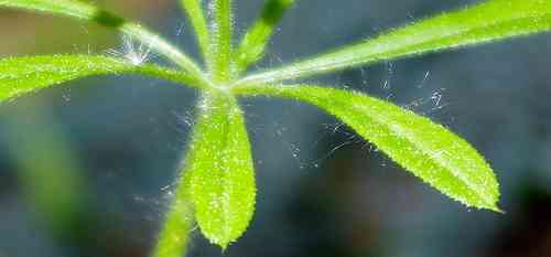 Cleavers(Galium aparine)