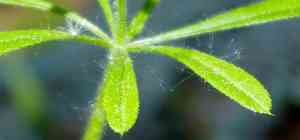Cleavers(Galium aparine)