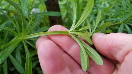 Cleavers(Galium aparine)