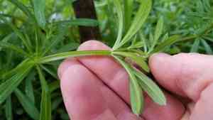 Cleavers(Galium aparine)