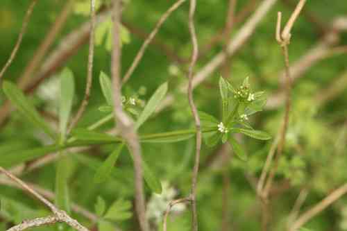 Cleavers(Galium aparine)