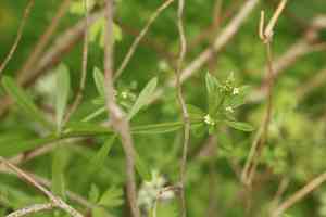 Cleavers(Galium aparine)