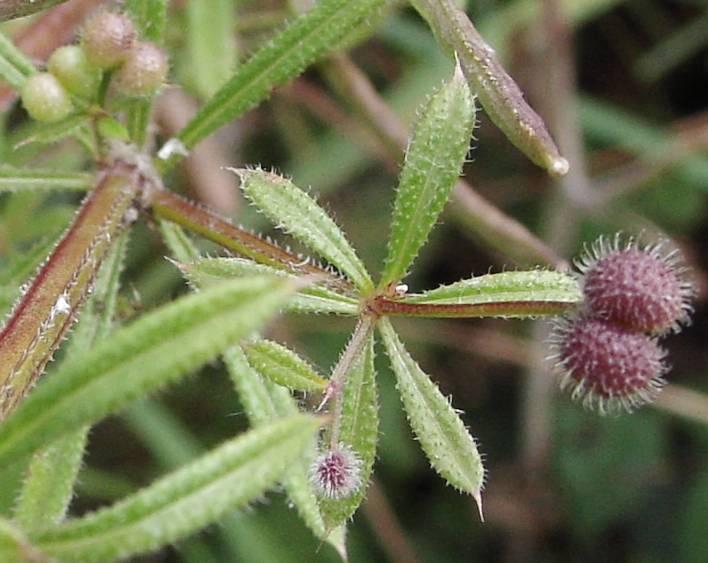 Cleavers
