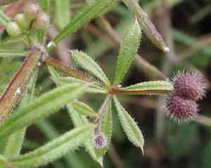 Cleavers(Galium aparine)