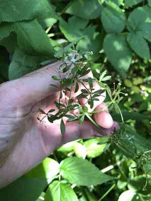 Rough bedstraw(Galium asprellum)
