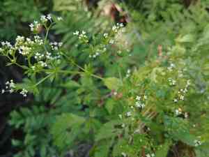 Rough bedstraw(Galium asprellum)