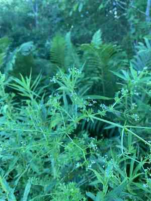 Rough bedstraw(Galium asprellum)