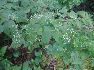 Rough bedstraw(Galium asprellum)