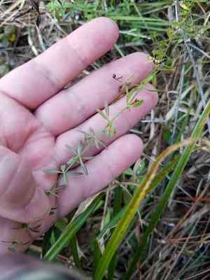 Coastal bedstraw(Galium bermudense)