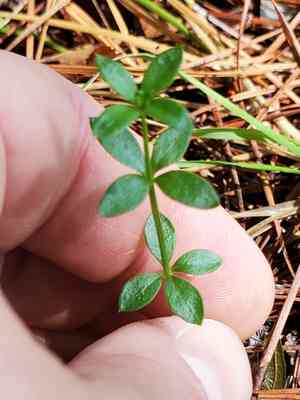Coastal bedstraw(Galium bermudense)