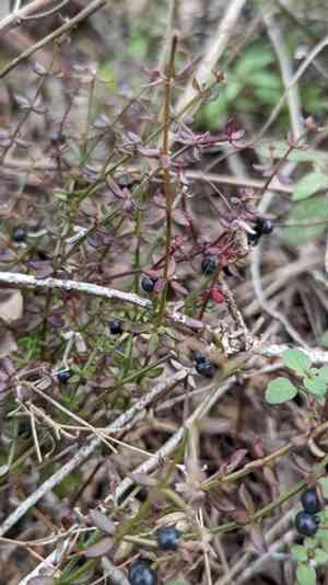 Coastal bedstraw(Galium bermudense)