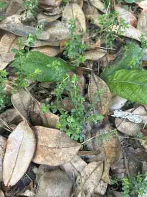 Coastal bedstraw(Galium bermudense)