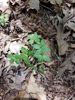 Licorice bedstraw(Galium circaezans)