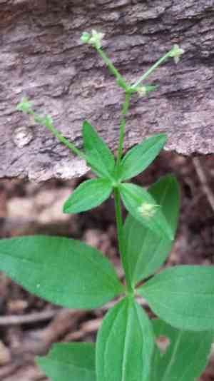 Licorice bedstraw(Galium circaezans)
