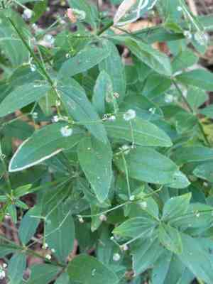 Licorice bedstraw(Galium circaezans)