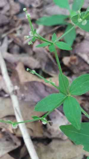 Licorice bedstraw(Galium circaezans)