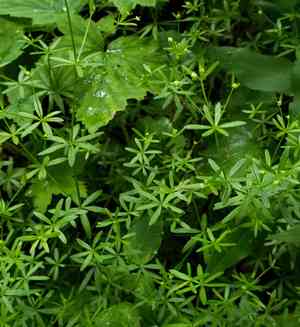 Shining bedstraw(Galium concinnum)